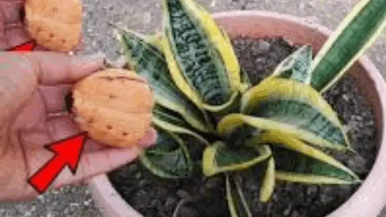 ¿Quieres que tus plantas y flores despunten y sorprendan a tus vecinos? ¡No las tires más!