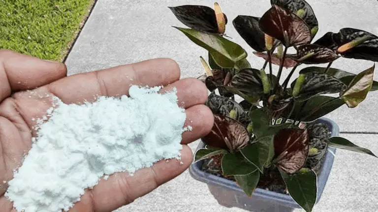 El mejor fertilizante natural utilizado por las viveros: ¡por solo 10 centavos!