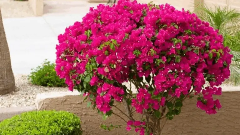 Guía práctica para hacer crecer bougainvilleas en maceta y conseguir un floraciones constante