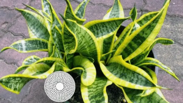 Cómo hacer florecer la lengua de suegra para perfumar tu hogar