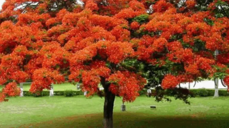 Los árboles en flor: una explosión de color, fragancia y vida en tu jardín