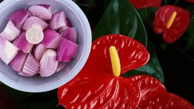¿Por qué tu anthurium tiene muchas hojas pero no florece? Descubre cómo preparar una poción reforzada para estimular su floración