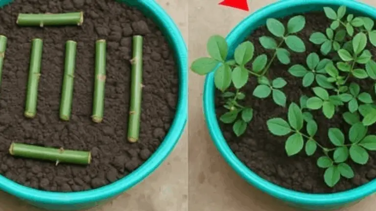 Cómo propagar rosas a partir de esquejes: una guía sencilla y práctica