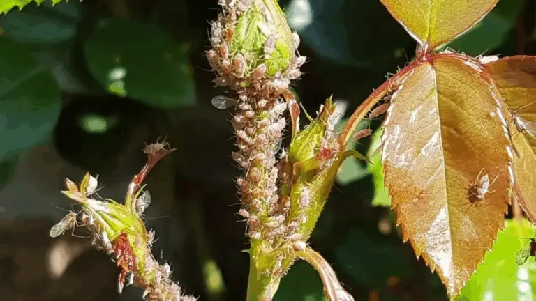 Cómo manejar los pulgones en tus rosas en primavera