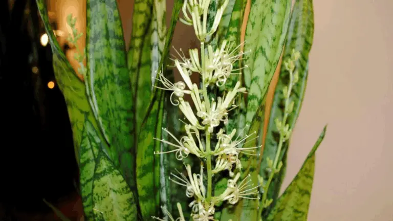 ¿Cómo ayudar a la sansevieria a crecer más rápido?