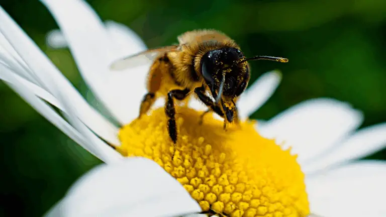 Las abejas hacen un trabajo excepcional: su papel en la naturaleza y en nuestra vida cotidiana