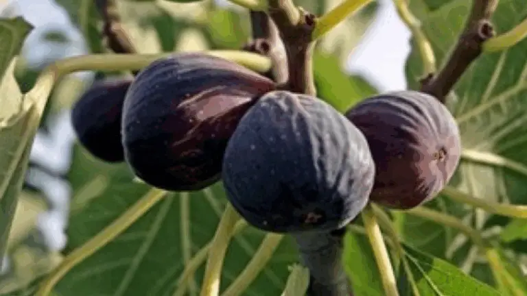 ¿Alguna vez has visto un fruto y no sabes qué es? No te preocupes, te ayudamos a identificarlo