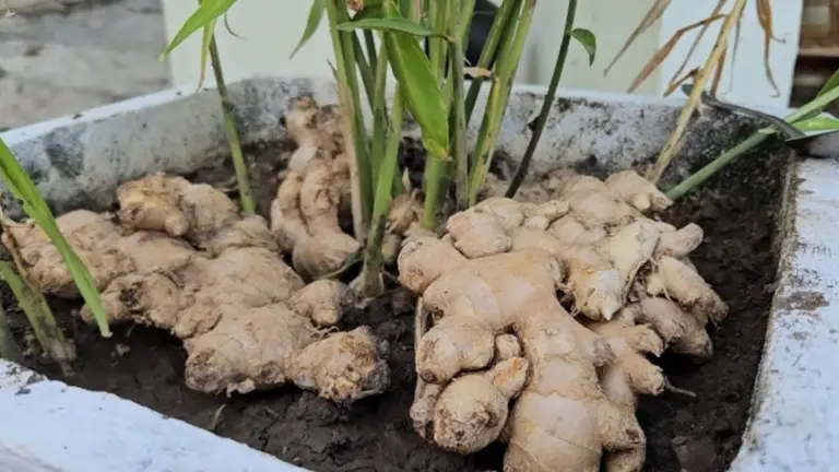 Cómo Propagar Jengibre en Invierno: Guía para Cultivarlo en Macetas