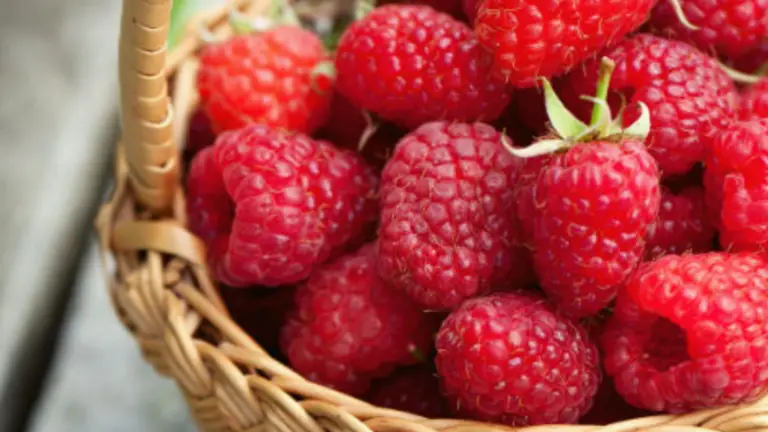 Frambuesas: Una Delicia Dulce y Cómo Cultivarlas con Éxito