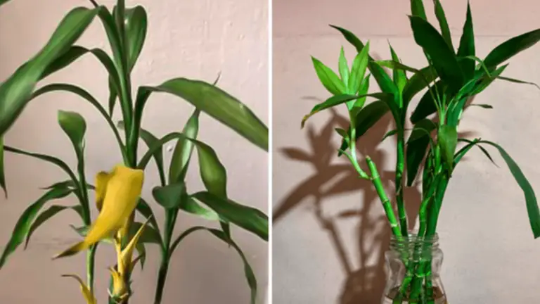 ¿Por Qué el Bambú de la Suerte Se Pone Amarillo? Motivos y Soluciones
