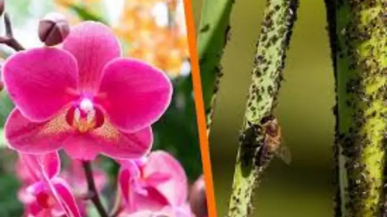 ¡Descubre Cómo las Orquídeas Pueden Ahuyentar Insectos!