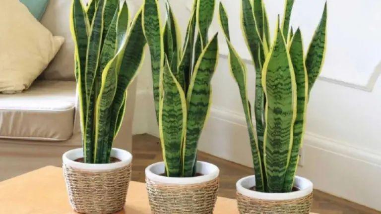 Cultivando tu Propia Lengua de Suegra: Guía Sencilla y Efectiva