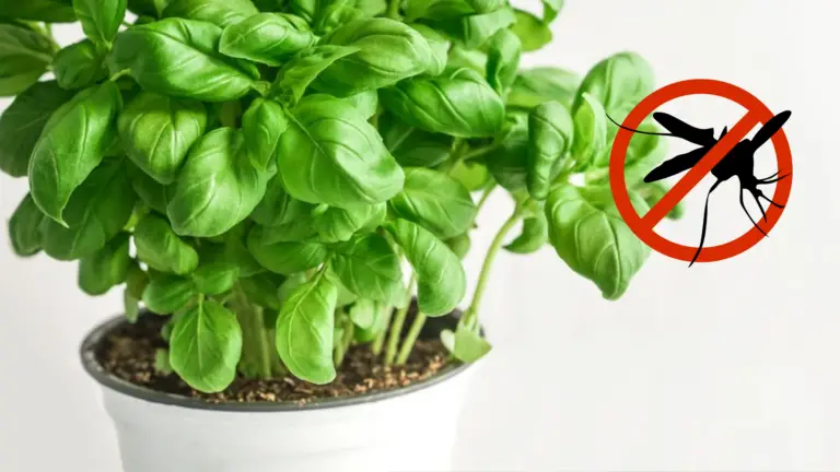 Defensa Natural Contra Insectos en Tu Jardín: 11 Plantas que Repelen Plagas