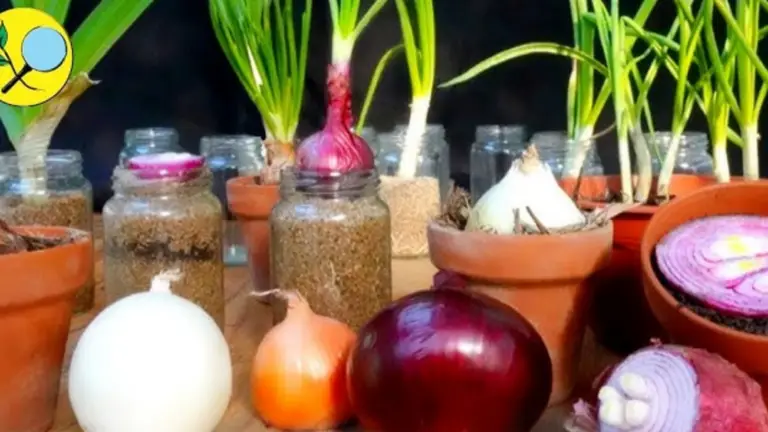 10 Cebollas Perennes que Regresan Cada Año: ¡Ideales para un Jardín de Bajo Mantenimiento!