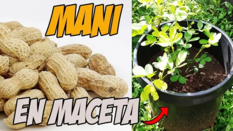 Consejos para Cultivar Cacahuetes en Casa