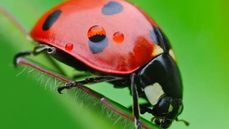 Cómo Cuidar Tu Jardín con la Ayuda de Insectos Beneficiosos