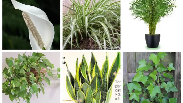 Plantas de Interior que Purifican el Aire y Son Casi Inmortales 🌿