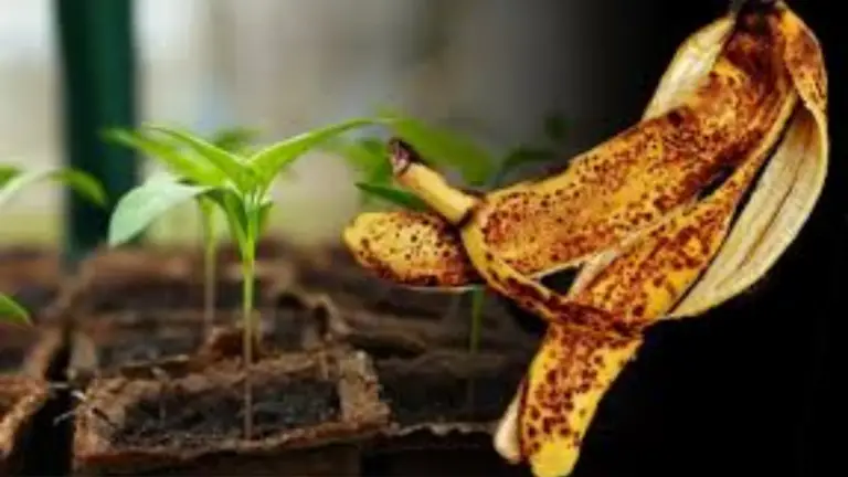 ¡Deja de Tirar las Cáscaras de Plátano! Transfórmalas en un Potente Abono Natural 🌿🍌