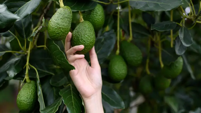 ¡No Deseches la Semilla de Aguacate! Cultiva Tu Propio Árbol en Casa 🌱🥑