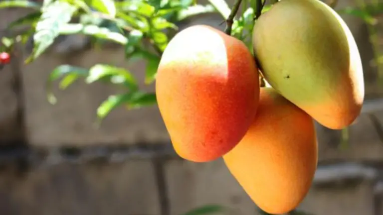 Cómo Hacer Crecer Mangos a Partir de Esquejes en Agua: Una Guía Paso a Paso