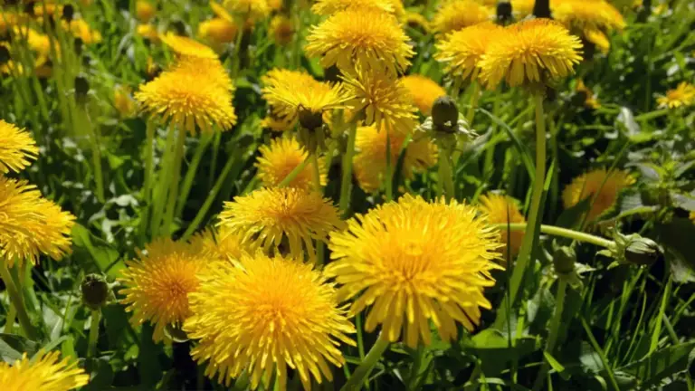 ¡Estás Sentado Sobre Oro y Ni Lo Sabías!