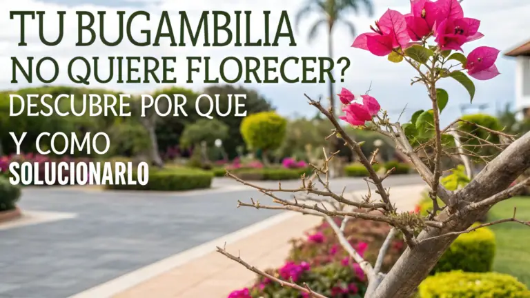 ¿Tu Bugambilia No Quiere Florecer? Descubre Por Qué y Cómo Solucionarlo 🌺