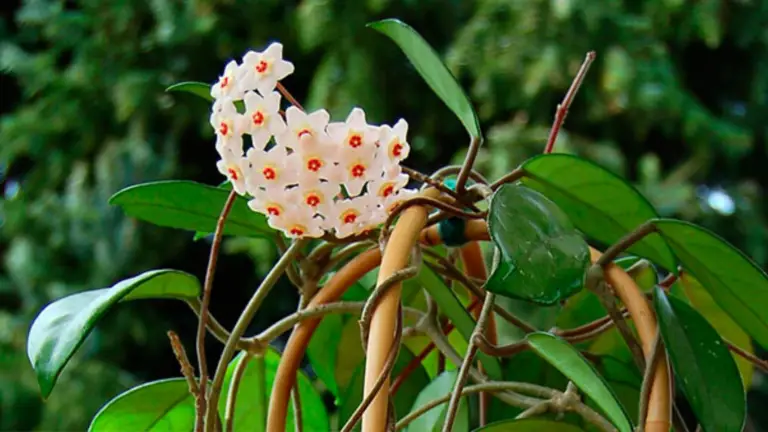 Hoya Charnosa: La Planta que Desafía el Tiempo y Florece en Silencio