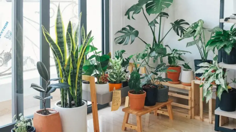 Consejos Prácticos para el Cuidado de Plantas de Interior y Exterior