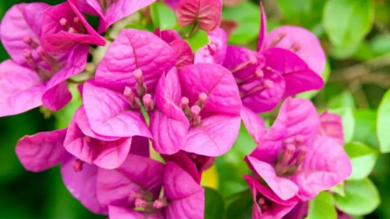 Cómo Hacer que Tu Bougainvillea Explote en Flores con Cuidados Sencillos y Efectivos