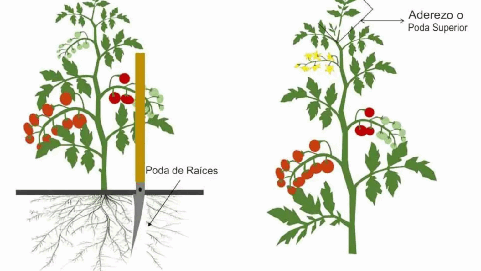 CÓMO PODAR LOS TOMATES PARA LOGRAR UN RENDIMIENTO MÁXIMO Y UNA PLANTA ...