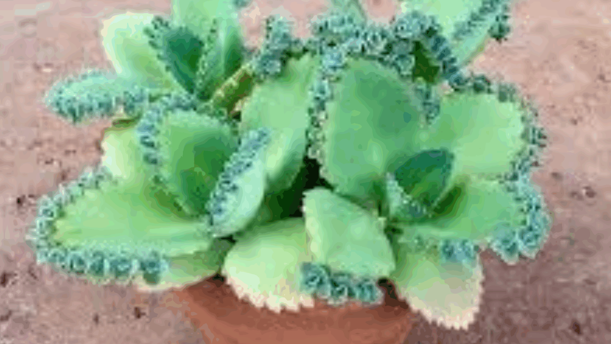 KALANCHOE O MALA MADRE: ¿CUÁL UTILIZAR Y POR QUÉ? – trucosdevida.com