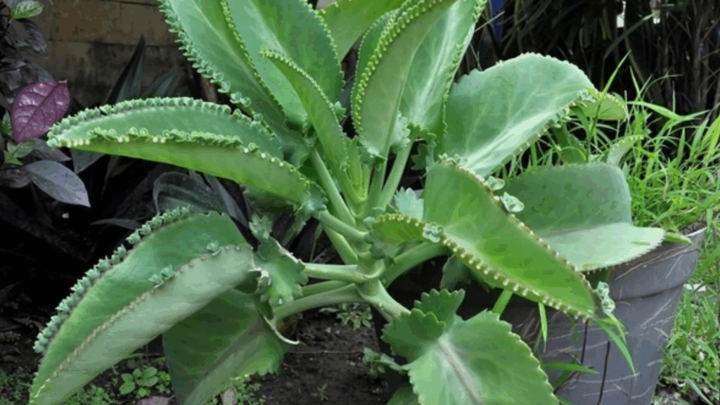 KALANCHOE O MALA MADRE: ¿CUÁL UTILIZAR Y POR QUÉ? – trucosdevida.com