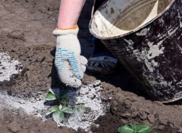 💥Caldo de ceniza: El Insecticida y Fertilizante Ecológico que Revolucionará tu Huerto