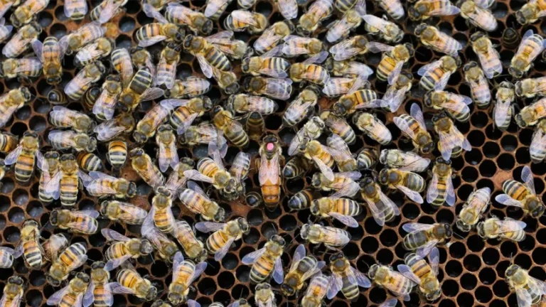 Abejas: Arquitectas Silenciosas de Nuestro Sistema Alimentario