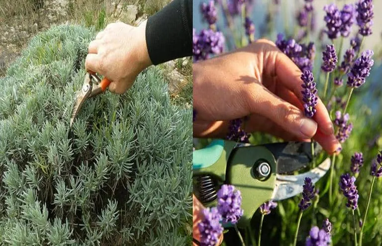 CÓMO PODAR LA LAVANDA: GUÍA PASO A PASO PARA MANTENER TU PLANTA VIGOROSA Y BONITA