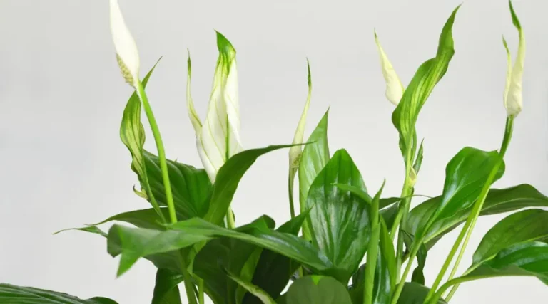 LIRIO DE LA PAZ (SPATHIPHYLLUM): GUÍA COMPLETA PARA CUIDAR ESTA PLANTA ELEGANTE Y PURIFICADORA