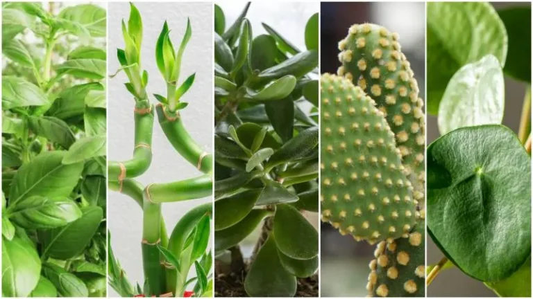 6 Plantas que Atraen Suerte, Calma y Felicidad según el Feng Shui