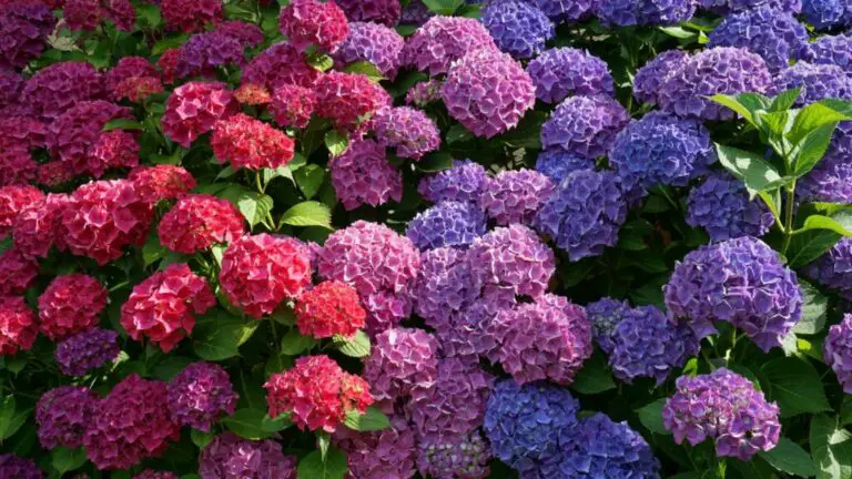 EL INCREÍBLE CAMBIO DE COLOR DE LAS HORTENSIAS SEGÚN EL PH DEL SUELO
