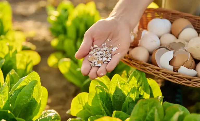 🌿 ¡No tires las cáscaras de huevo! Descubre cómo transformar este residuo en el mejor aliado para tus plantas