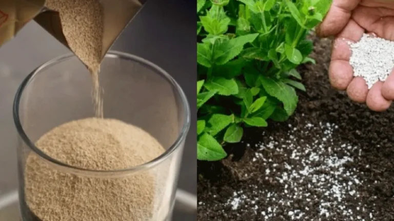 Fertilizante Casero con Levadura: ¡Cosechas Abundantes Garantizadas!