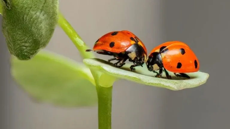 Insectos beneficiosos para tu jardín y armonía con la naturaleza