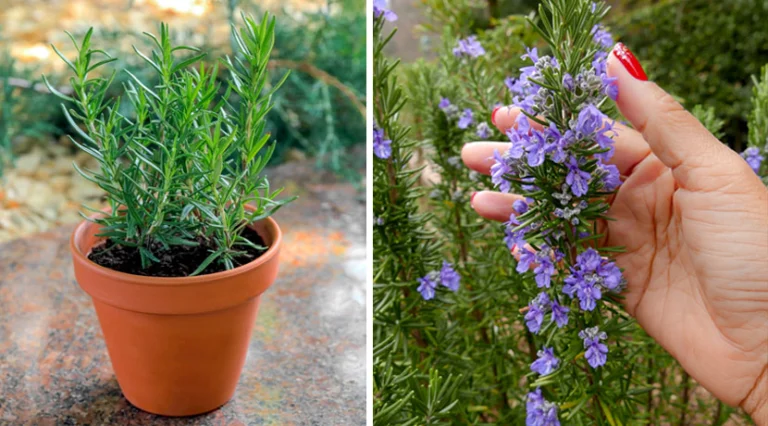 Cómo Mantener tu Romero Siempre Espeso y Fragante: Guía Completa
