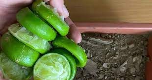 Cáscaras de limón en las plantas 🌿🍋: el truco natural que cambiará tu forma de cuidar tu jardín