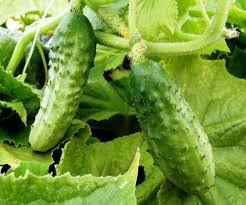 Todo lo que necesitas saber sobre los semilleros y el cultivo de pepinos