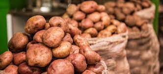 CULTIVO DE PAPA: GUÍA COMPLETA PARA UNA PRODUCCIÓN EXITOSA