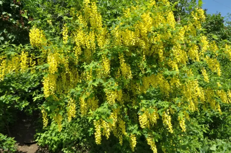 GUÍA FÁCIL DE ÁRBOLES FLORALES PARA EMBELLECER TU JARDÍN