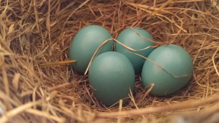 Guía divertida para tener huevos azules, verdes y rosados en tu granja