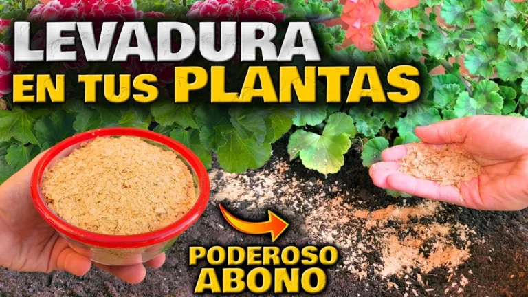 ¡Fertilizante Casero con Levadura! Asegura una Gran Cosecha Natural
