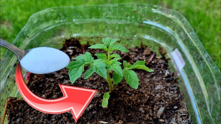 4 Usos Inteligentes del Bicarbonato de Sodio en el Jardín para un Espacio Saludable y Natural