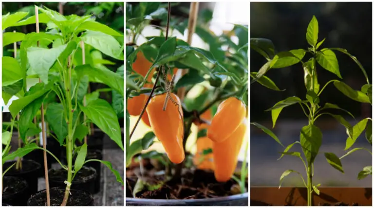 CULTIVAR PIMIENTOS EN MACETAS: GUÍA PASO A PASO PARA LOGRAR UNA COSECHA EXITOSA